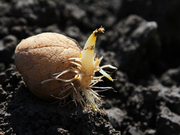 Les tubercules sont plantés dans un sol chaud