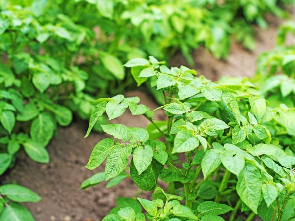 La plante a besoin de fertilisation