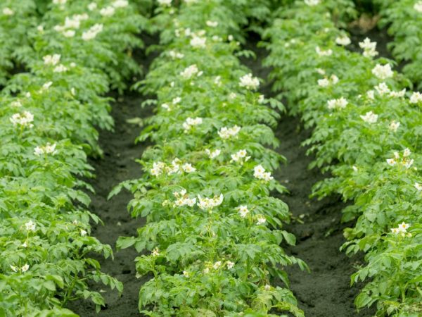 Paglalapat ng mga herbicide sa patatas