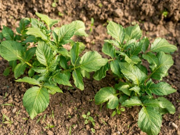 Maaari ring pumatay ang mga Herbicide ng patatas