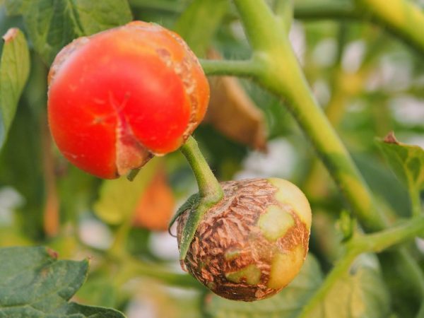 Causes of rotting tomatoes in the greenhouse