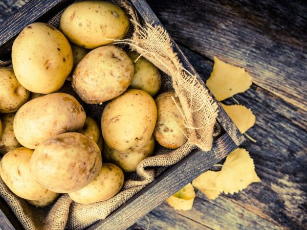 Variétés de pommes de terre hollandaises