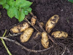 Description des pommes de terre Granada