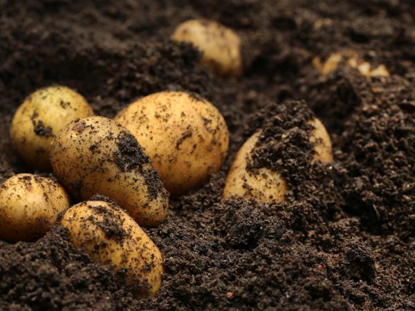 Caractéristiques des pommes de terre Impala