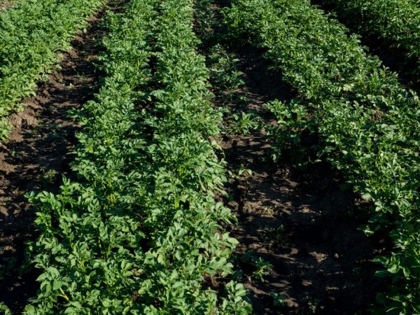 La plante a besoin de la lumière du soleil