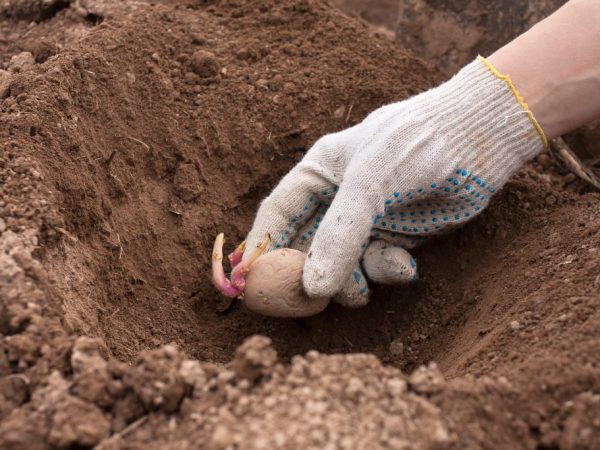 Seuls les tubercules sains conviennent à la plantation.