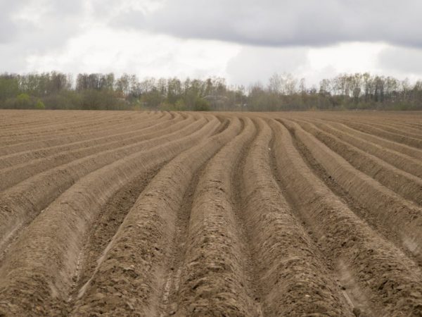 Le sol doit être préparé pour la plantation à l'automne.