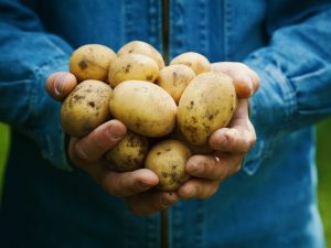 Dutch potato variety colombo