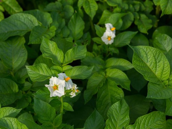 Les plantes doivent être fertilisées régulièrement