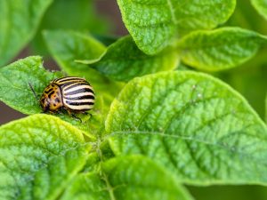 Paglalapat ng Corado mula sa Colorado potato beetle sa patatas