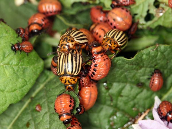 Le médicament détruira les insectes