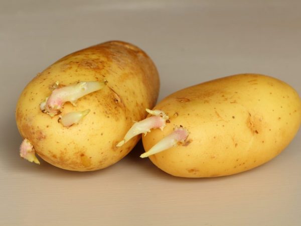 Il est conseillé de faire germer les tubercules avant la plantation