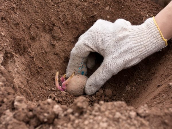 Les tubercules sont plantés dans un sol chaud