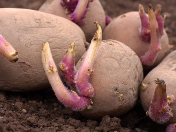 Avant la plantation, les tubercules peuvent être traités avec des stimulants de croissance.