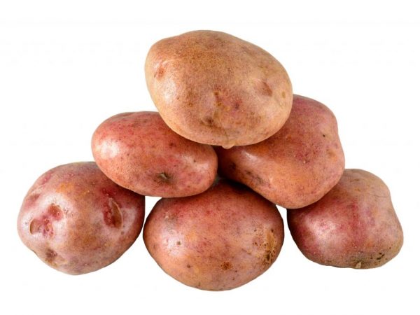 Paglalarawan ng patatas Tapang