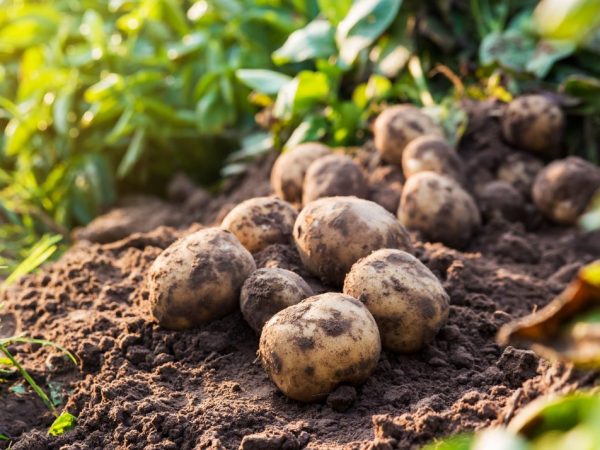 Caractéristiques des pommes de terre Lasunok