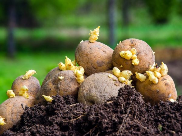 Les tubercules doivent germer avant la plantation