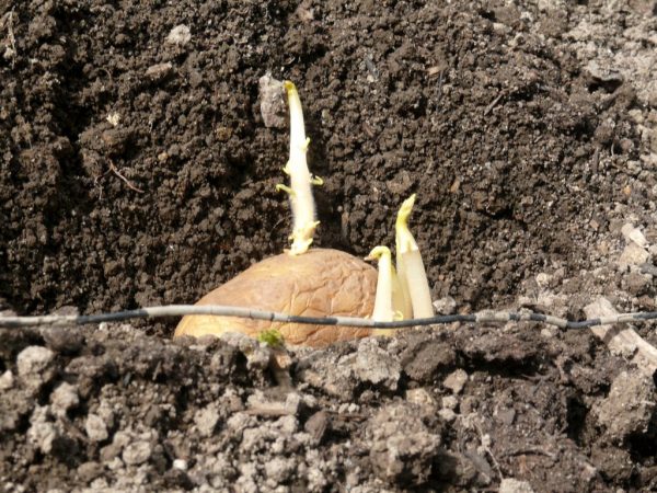 Les pommes de terre sont plantées dans un sol chauffé