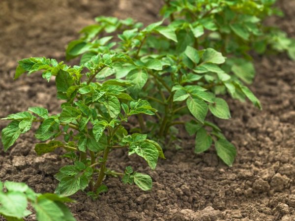 Les plantes doivent être fertilisées régulièrement