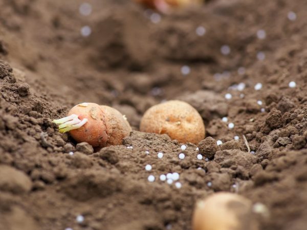 Il est conseillé d'enrichir le sol avant de planter