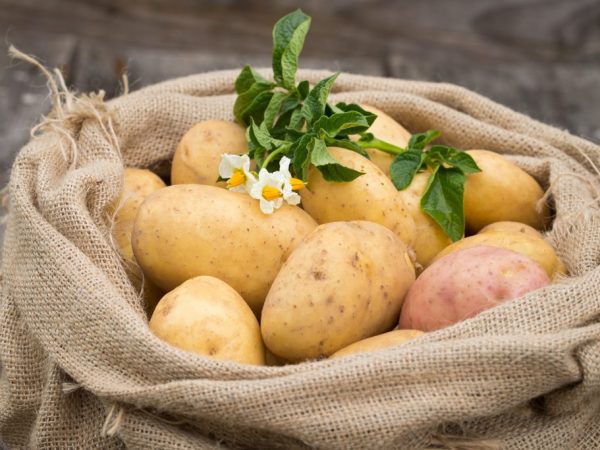 Mga sikat na varieties ng patatas para sa rehiyon ng Moscow