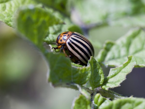 Kinakailangan upang protektahan ang mga halaman mula sa beetle