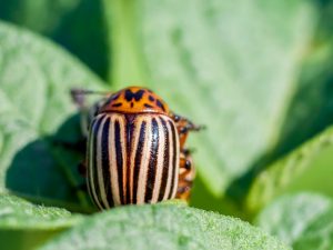 Mga mabisang paraan upang makontrol ang beetle ng patatas ng Colorado sa mga patatas