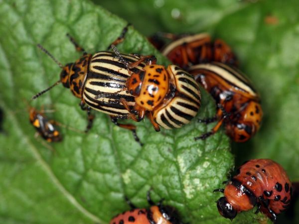 Vous pouvez vous débarrasser des insectes en un jour.