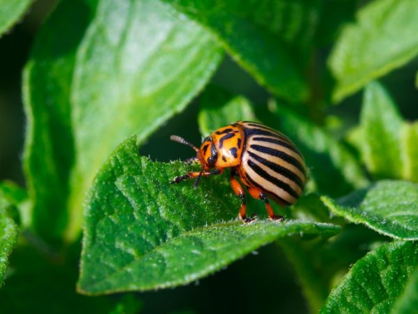 Les plantes peuvent être protégées du coléoptère