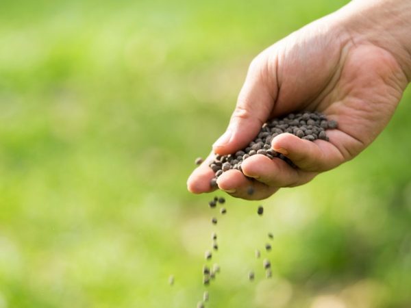 Application d'engrais minéraux pour pommes de terre