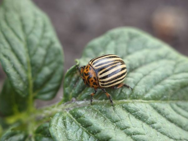 Nakikipaglaban sa mga remedyo ng patatas na beetle ng Colorado