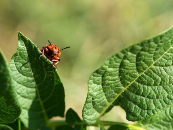 Maaari kang pumili ng mga beetle gamit ang iyong mga kamay