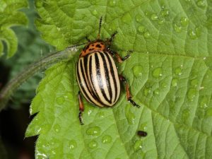 Colorado beetle ng patatas