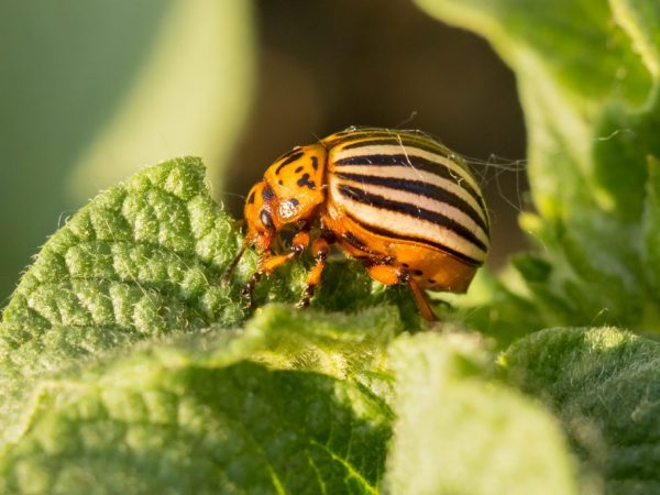 L'apparence du doryphore de la pomme de terre est facile à retenir