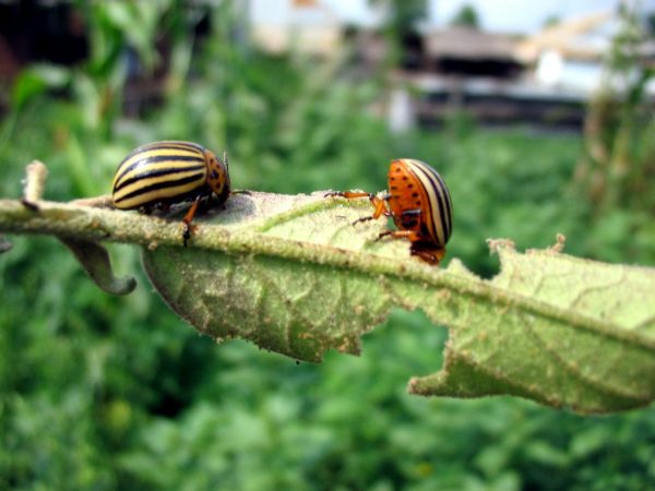 Le coléoptère se nourrit de la partie végétale de la pomme de terre