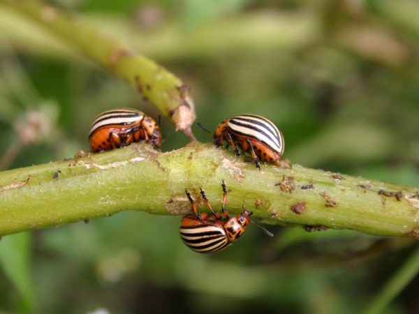 Les insectes peuvent tuer les cultures