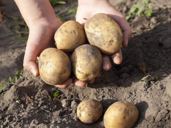 Ezt a fajtát a C-vitamin tartalma különbözteti meg