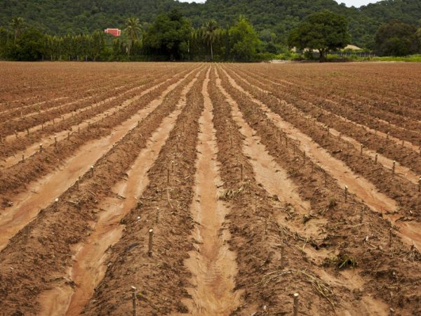 Les pommes de terre doivent être plantées dans un espace ouvert