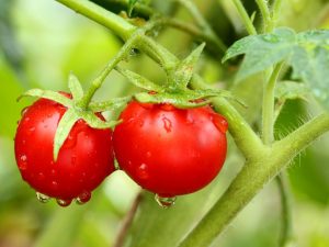 Caractéristiques des tomates de la variété Olga f1