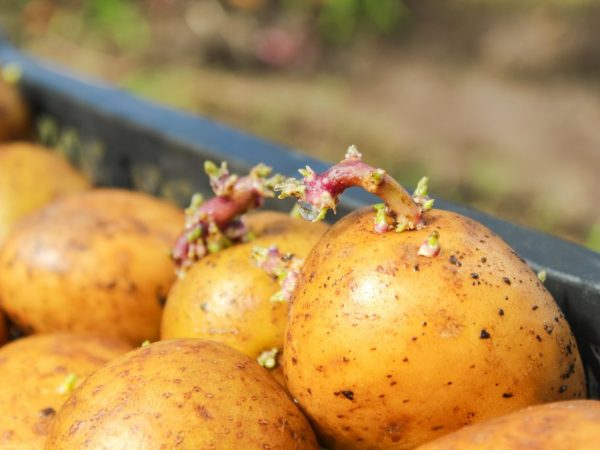 Préparer les pommes de terre avant la plantation