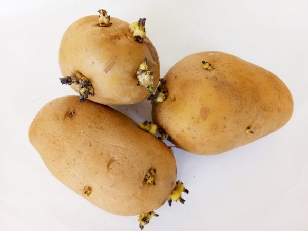 Seuls les tubercules sains conviennent à la plantation.