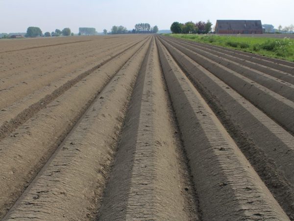 Règles de préparation du sol pour les pommes de terre