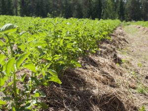 Les principales méthodes de plantation de pommes de terre sous paille