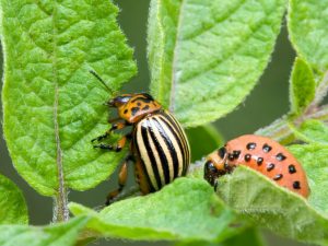 Mga mabisang remedyo para sa Colorado potato beetle sa patatas