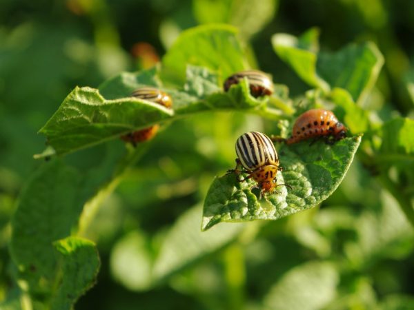 Vous pouvez vous débarrasser du coléoptère par des moyens naturels.