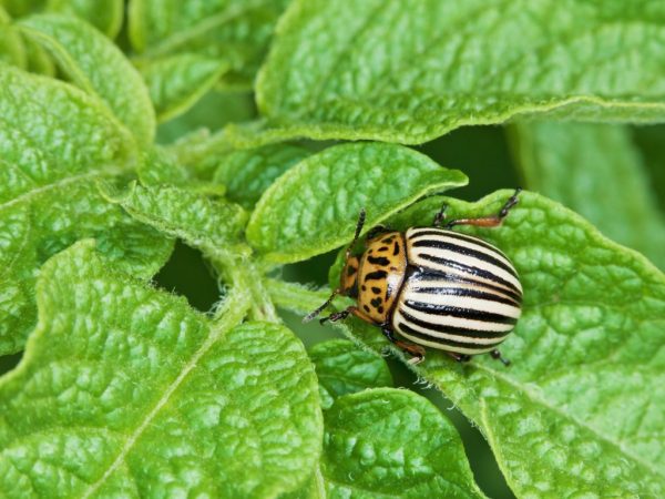 Les solutions aideront à se débarrasser des insectes