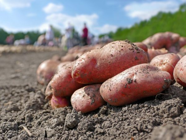 Description des pommes de terre Ramona