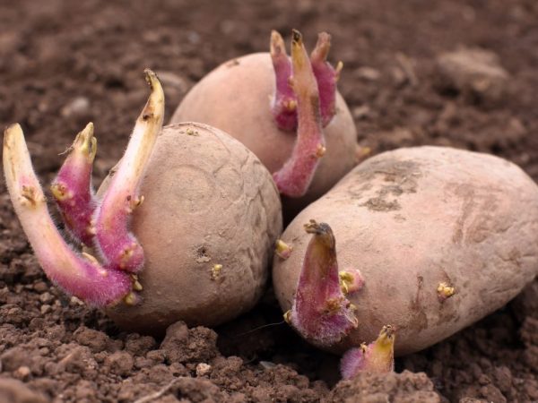 Les tubercules doivent être germés avant la plantation