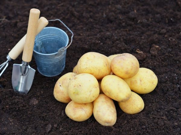 Description des variétés de pommes de terre précoces