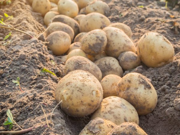 Cette variété peut être cultivée sur n'importe quel sol